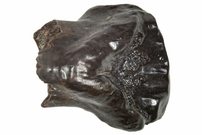 Fossil Nodosaurid (Denversaurus) Tooth - Montana #341032